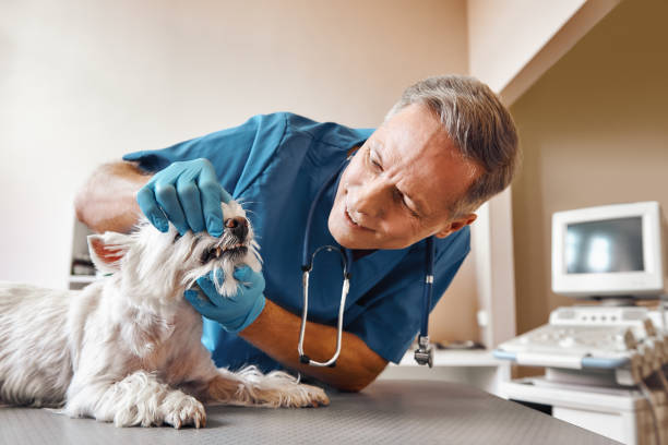 Best Weekend Emergency Dentist in Heidelberg, PA